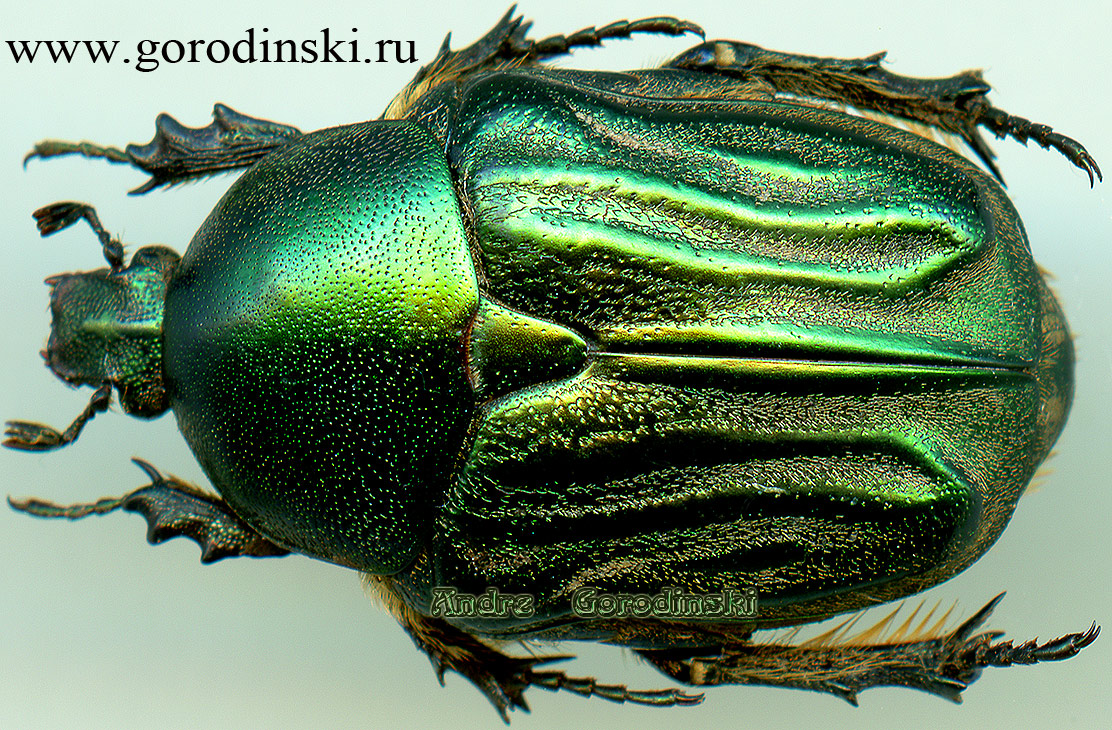 http://www.gorodinski.ru/cetoniidae/Netocia bogdanovi.jpg